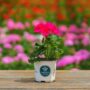 Geranium – Tango Neon Purple – 4″ Pot